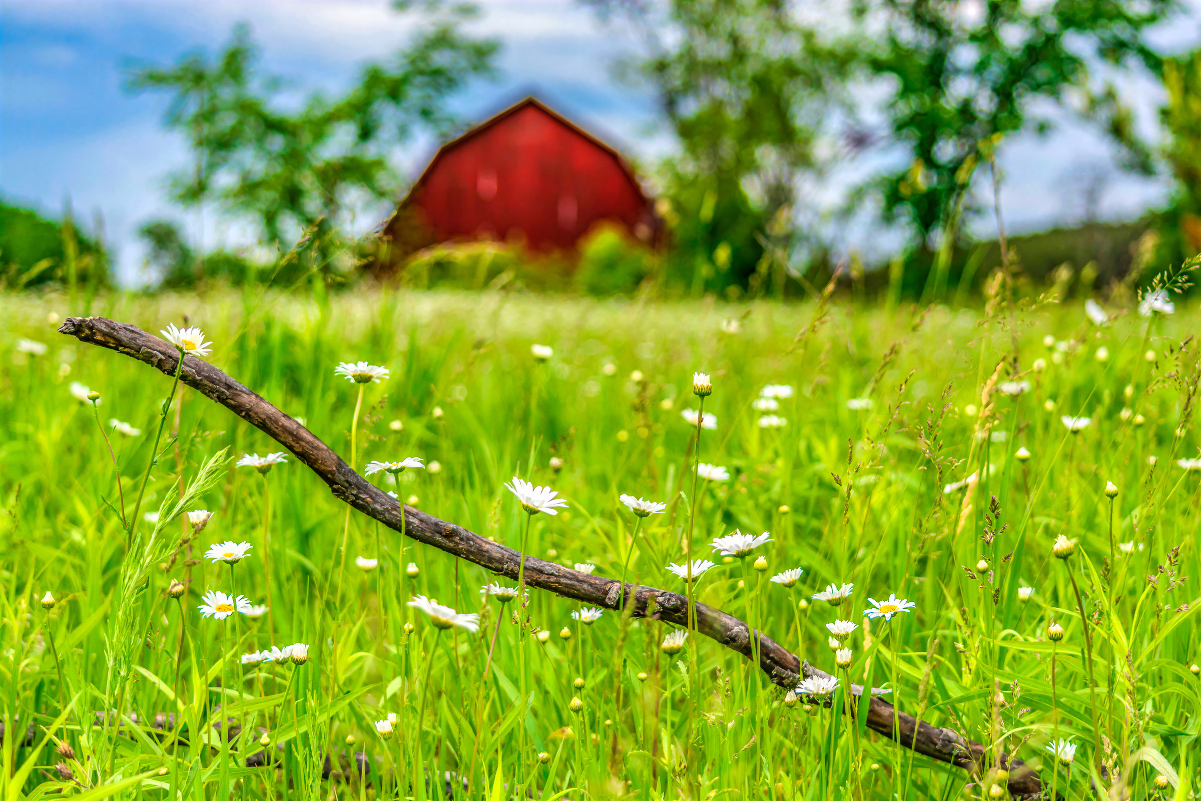 Daisies and rustic fence in Northern Michigan